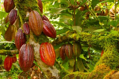 La-ruta-del-cacao-un-edén-para-niños